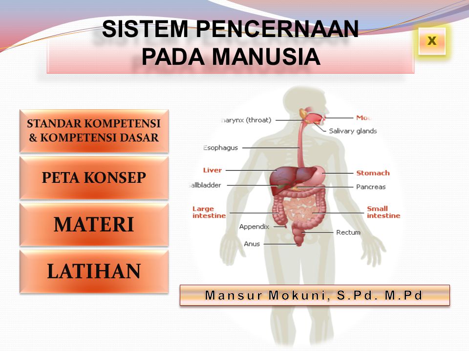 Poster Sistem Pencernaan Pada Manusia